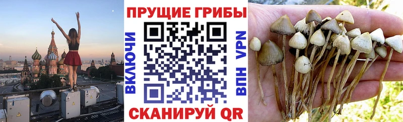 KRAKEN зеркало  Пересвет  Псилоцибиновые грибы мицелий  где купить наркоту 